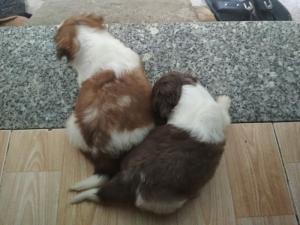 Bán 3 em chó Nhật còn nhỏ hiện nay đã ăn được