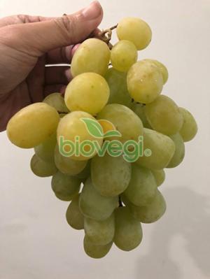 Nho xanh kẹo Nam Phi - cực ngon - cực thơm - đã thử là thèm