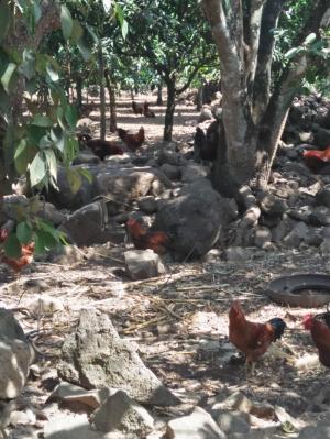 GÀ NHÀ THẢ VƯỜN : BẢO ĐẢM - CHẤT LƯỢNG - NGON - BỔ - SẠCH...