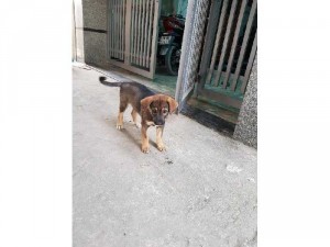 Hai con becgie đức hai tháng tuổi .
