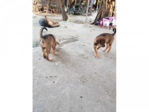 Hai con becgie đức hai tháng tuổi .