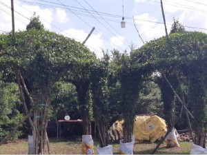 Ngôi nhà bằng cây xanh