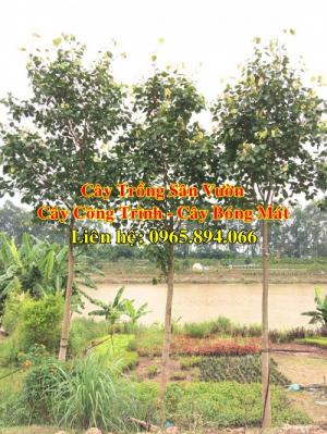 Cây bồ đề, cây đề, cây giác ngộ, cây đề trồng linh đường, cây đề trồng miếu chùa, cây đề tâm linh