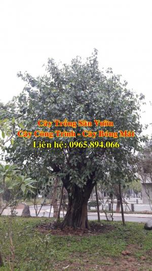 Cây bồ đề, cây đề, cây giác ngộ, cây đề trồng linh đường, cây đề trồng miếu chùa, cây đề tâm linh