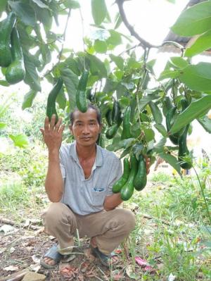 ong nguyen van dậu và chùm bơ 034