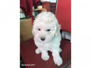 Poodle trắng chưa bao giờ lỗi mốt