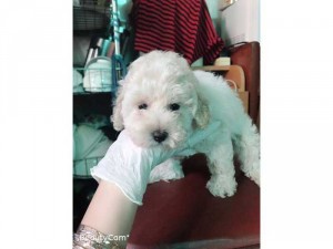 Poodle trắng chưa bao giờ lỗi mốt