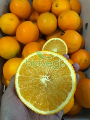 Cam vàng Ai Cập - Biovegi - Giá chỉ 55k