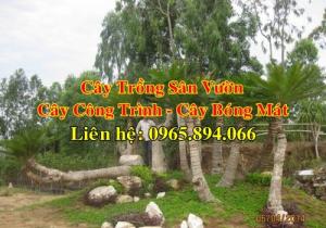 Cây thiên tuế cổ thụ, cây thiên tuế trồng sân vườn, cây thiên tuế hàng khủng