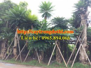 Cây thiên tuế cổ thụ, cây thiên tuế trồng sân vườn, cây thiên tuế hàng khủng