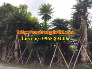 Cây thiên tuế cổ thụ, cây thiên tuế trồng sân vườn, cây thiên tuế hàng khủng