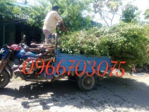 Nhánh cây xanh cây si hàng rào