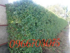 Nhánh cây xanh cây si hàng rào