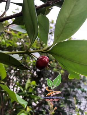 Trồng cherry nhiệt đới, có trái ăn quanh năm