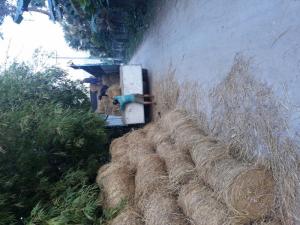 Rơm cuộn giá rẻ an giang