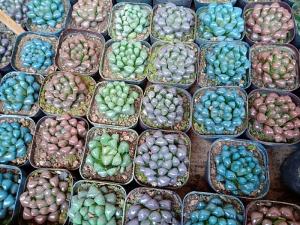 Sen đá kim cương nhiều màu