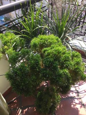 Thanh lý cây cảnh nội, ngoại thất