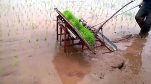 Máy cấy lúa mạ sân 4 hàng kéo tay thủ công mua ở đâu tại Nam Định giá rẻ nhất