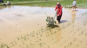 Địa chỉ tại Hà Nội chuyên phân phối máy cấy lúa mạ nhổ 2 hàng đẩy tay chất lượng cao giá rẻ nhất thị trường