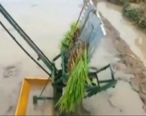 Địa chỉ tại Hà Nội chuyên phân phối máy cấy lúa mạ nhổ 2 hàng đẩy tay chất lượng cao giá rẻ nhất thị trường