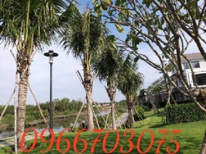 Dừa xiêm lùn Bến tre - Cây giống dừa xiêm