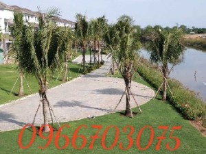 Dừa xiêm lùn Bến tre - Cây giống dừa xiêm