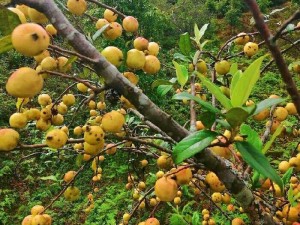 Táo mèo khô Tây Bắc