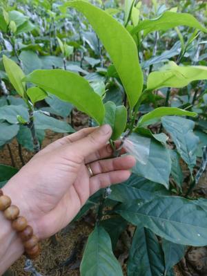 cây ghép mắt