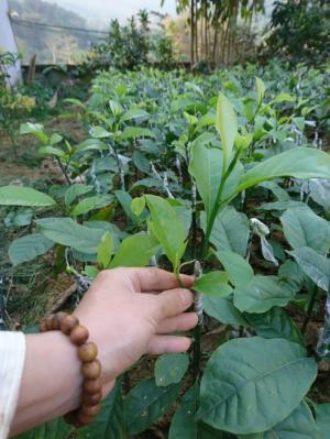 cay ghép mắt