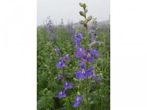 Cây giống hoa Violet, hoa nữ hoàng xanh, hoa mua tím
