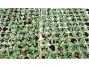 Cây giống hoa Violet, hoa nữ hoàng xanh, hoa mua tím