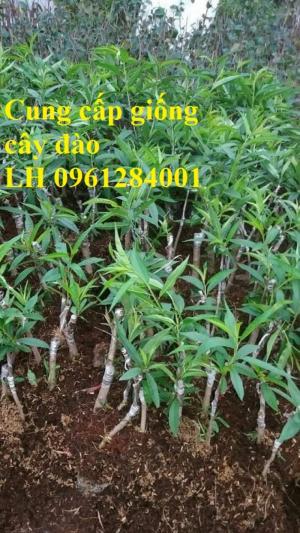 Chuyên cung cấp giống cây đào bạch, đào phai, đào bích, hoa đào cánh kép, số lượng lớn