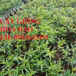 Cung cấp cây giống hoa đào: đào bích, đào phai, đào bạch, đào đỏ, đào 5 cánh, đào hoa kép, uy tín
