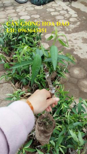 Cung cấp cây giống hoa đào: đào bích, đào phai, đào bạch, đào đỏ, đào 5 cánh, đào hoa kép, uy tín