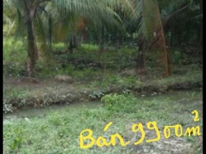 Bán 1 mẫu đất vườn