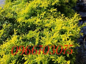 Cây chuỗi vàng chuỗi ngọc