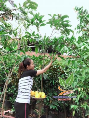 Vú sữa Hoàng Kim - Trung tâm giống cây trồng tpHCM