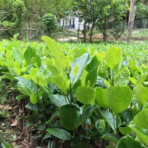 Cây giống mít trái dài malaixia chuẩn giống nhập khẩu f1. địa chỉ mua cây giống tốt.