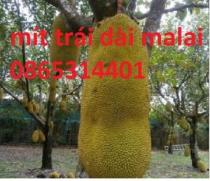 quả mít trái dài