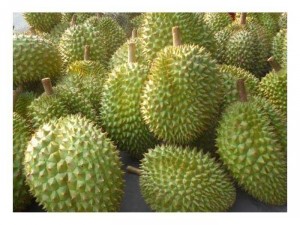 Sầu riêng ri 6