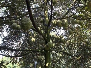 Sầu riêng ri 6 siêu sạch