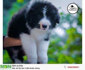 Bán chó Border Collie thuần chủng