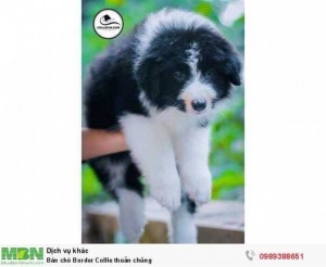 Bán chó Border Collie thuần chủng
