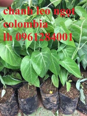 Cung cấp cây giống chanh leo ngọt colombia, chanh leo vàng ngọt, chanh leo ngọt, uy tín, chất lượng