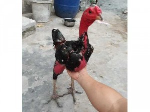 Bán gà đòn trạng lớn trên 4kg.