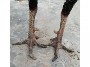 Bán gà đòn trạng lớn trên 4kg.
