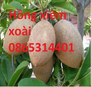 Giống cây hồng xiêm xoài hay gọi là sapoche, giống cây hồng xiêm xoài ghép.