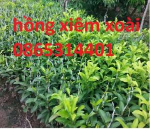 Giống cây hồng xiêm xoài hay gọi là sapoche, giống cây hồng xiêm xoài ghép.