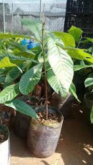 Giống cây hồng xiêm quả to ruột đỏ khổng lồ. cây giống chuẩn nhập khẩu.