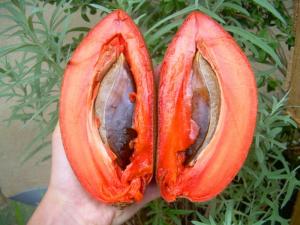 Giống cây hồng xiêm quả to ruột đỏ khổng lồ. cây giống chuẩn nhập khẩu.